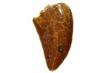 Serrated, Raptor Tooth - Real Dinosaur Tooth #255796-1